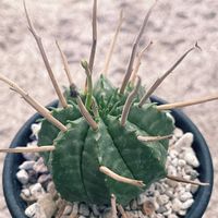 バリダ,ユーフォルビア バリダ,多肉植物,植物大好き,リビング・ダイニングの画像