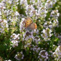 ベニシジミ 蝶,クリーピング タイム,グランドカバー,ピンクの花,マクロ撮影の画像