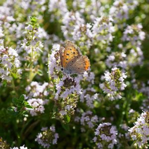 ベニシジミ 蝶,クリーピング タイム,グランドカバー,ピンクの花,マクロ撮影の画像