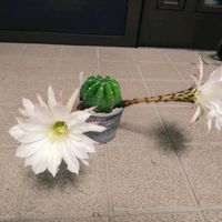 サボテン,サボテン 大豪丸,サボテンの花,多肉植物とサボテン,花のある暮らしの画像