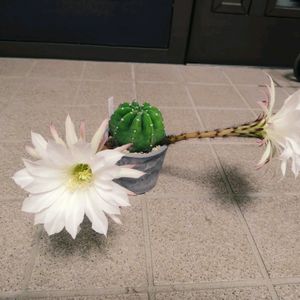 サボテン,サボテン 大豪丸,サボテンの花,多肉植物とサボテン,花のある暮らしの画像