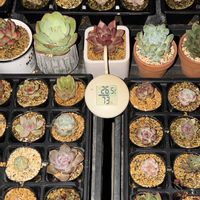 多肉植物,葉挿し,エケベリア属,ツマミの画像