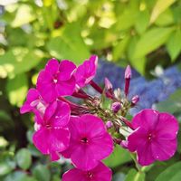 夏の庭,花魁草,多肉植物,多肉初心者,夏本番！の画像