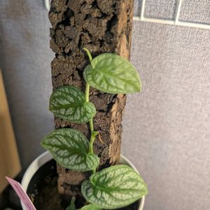 クライマー　プランツ,花のある暮らし,珍奇植物,植中毒,バルコニストの画像