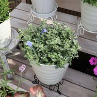 エボルブルス ブルーラグーン,鉢植え,花のある暮らし,PWの画像