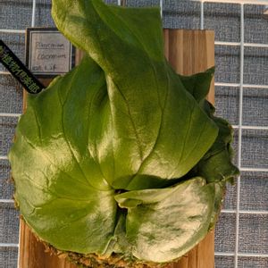 貯水葉,珍奇植物,植中毒, ビカクシダ,実生株の画像