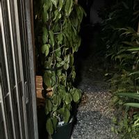 ヒスイカズラ,鉢植え,ヒスイカズラ鉢植え,自宅でヒスイカズラ,スパルタン育成の画像