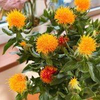 ベニバナ,ベニバナ,ビタミンカラー,花のある暮らし,癒しのひと時の画像