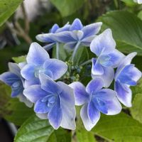 マンデビラ,コンカドール,紫陽花 コンペイトウ,レッドカサブランカ,花が好きの画像