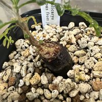 オペルクリカリア・パキプス,多肉植物,パキプス,コーデックス,植中毒の画像
