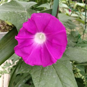 あさがお,夏の花,種から,緑のカーテン,梅雨の画像
