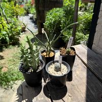 ガガイモ,ユーフォルビアホリダ,テフロカクタス ゲオメトリクス,多肉植物,ユーフォルビアの画像