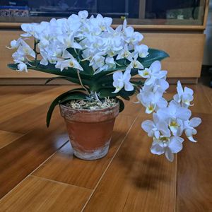 胡蝶蘭,ミディ胡蝶蘭,ミディ胡蝶蘭,洋蘭,教えて下さい！の画像