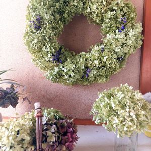 アジサイ,アナベル,アナベル,アナベル,アナベルの画像