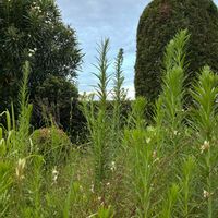 ガウラ,ハス,ミソハギ,ヒメムカシヨモギ,青い空の画像