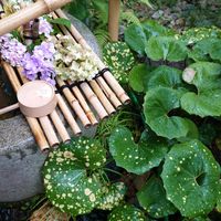 ツワブキ,紫陽花 アジサイ あじさい,抹茶スイーツ,花手水,中村藤吉本店の画像
