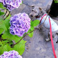 アジサイ,紫陽花,カタバミ,ナチュラルガーデン,ネコ好きの画像