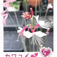 アンスリウム,オシロイバナ,ガウラ,胡蝶蘭,癒しの画像