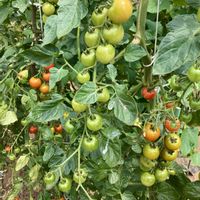 ミニトマト,花のある暮らし,夏野菜,市民農園,野菜作りの画像