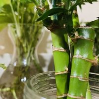 キングバンブー,水耕栽培の画像
