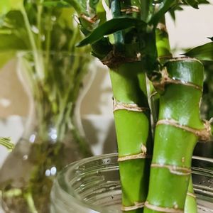 キングバンブー,水耕栽培の画像