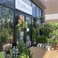 観葉植物,サンガーデン湘南,THE OUTLETS SHONAN HIRATSUKA,TUIN greeneryの画像