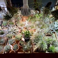Tillandsia ionantha,観葉植物,チランジア属,かわいいな♡,エアープランツ☆の画像