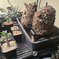 塊根植物の画像