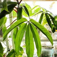 ベゴニア,観葉植物,エンジョイボタニカルライフ,グリーン！グリーン！グリーン！,モンステラ オブリクアペルーの画像