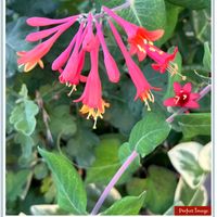 ロニセラ,可愛らしい,ウォーキングの楽しみの画像