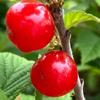 ユスラウメ,ユスラウメ,木の実,癒し,赤い実の画像