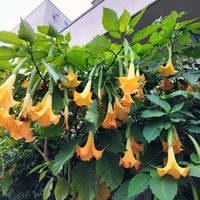 チョウセンアサガオの画像