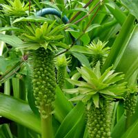 パイナップルリリー,ラムズイヤー,東山植物園の画像