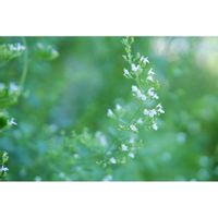 カラミンサ,ミラーレス一眼,日曜にこにこ猫目線,庭の画像