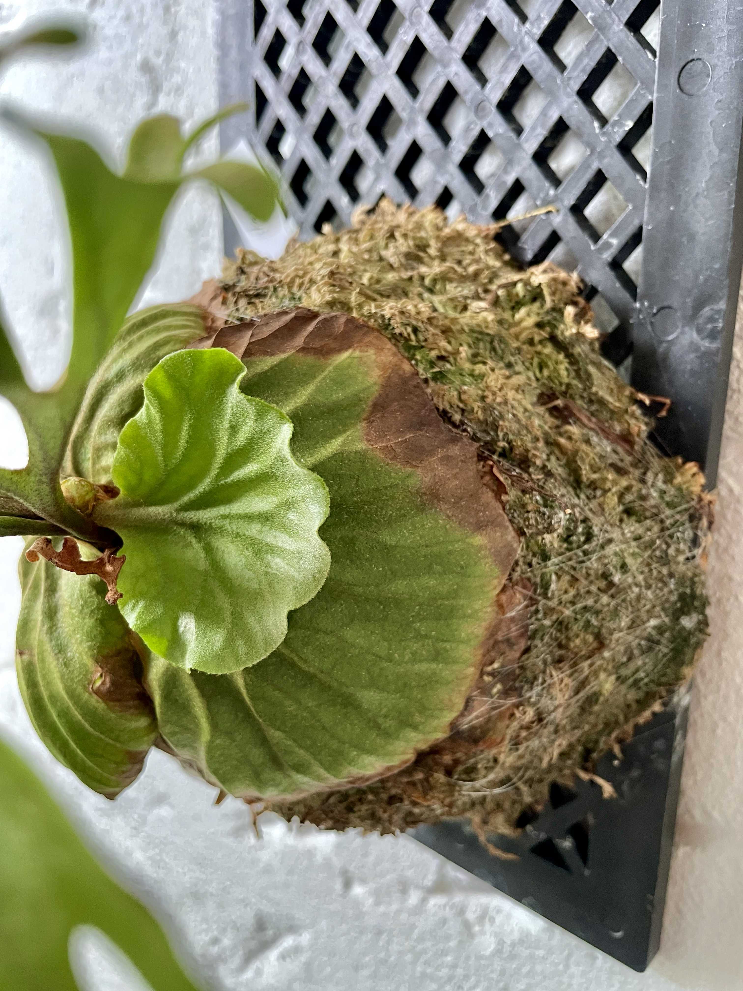 脇芽かどうかの判別について ビカクシダの森