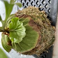 コウモリラン,ビカクシダ,ビカクシダ リドレイ,観葉植物,貯水葉の画像