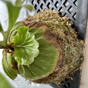 コウモリラン,ビカクシダ,ビカクシダ リドレイ,観葉植物,貯水葉の画像