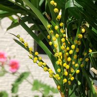 テーブルヤシ,黄色組♪,玄関の画像