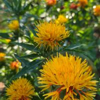 ベニバナ,紅花,お仏壇へ,庭の画像