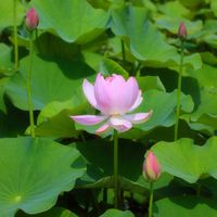 ハス,ハス,自生,花のある暮らし,ミラーレス一眼の画像