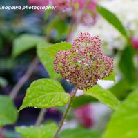 天使の雫,ピンクアナベル,GSの繋がりに感謝♡,旭川市,自宅の庭の花の画像
