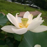 カシワバアジサイ,キランソウ,キランソウ,ハス,ハスの画像
