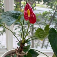 アンスリウム,花のある暮らし,陽当たり良好,職場の花,しぞーか勢の画像