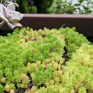 ガーデニング,多肉棚,ウッドデッキ,多肉植物とサボテン,タニパトの画像