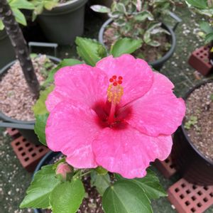 ハイビスカス,多肉植物,塊根植物,コーデックス,花のある暮らしの画像