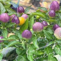 観賞用トウガラシ,むぎ,トラ吉,我が家のにゃんこ♡,おはようございますの画像