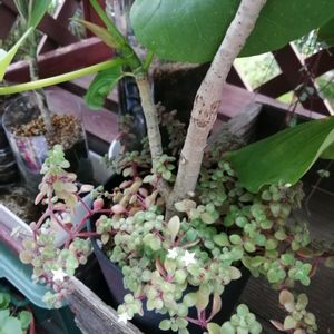 ウンベラータ,ブロウメアナ,観葉植物,ガーデニング,多肉棚の画像