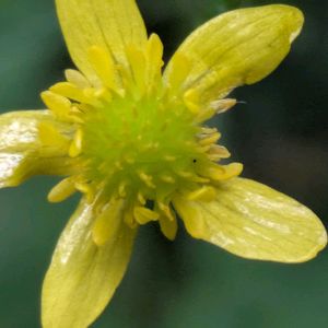 ヤマキツネノボタン,雑草,山野草,群生,ご近所徘徊の画像