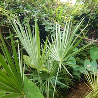 ソテツ,ブラヘア カルカレア,カリオタ オブツサ,ジャイアントフィッシュテールパーム,タイジャイアントカリオタの画像