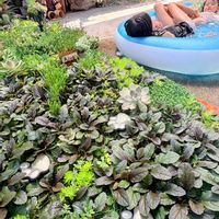アジュガ,多肉植物,いつもありがとう♡,葉っぱ,多肉のある暮らしの画像
